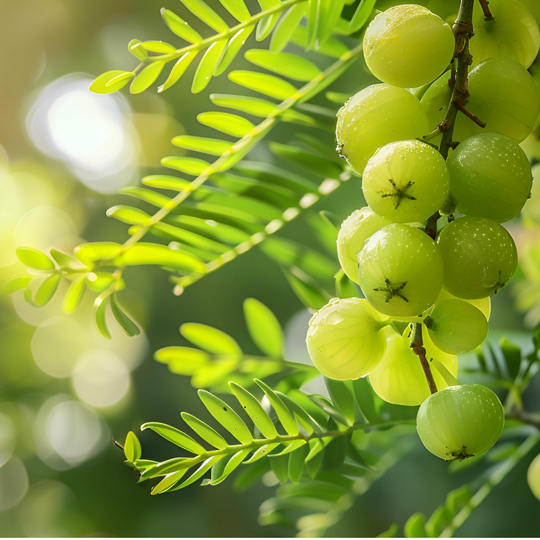 Plant Vitamin C, Premier