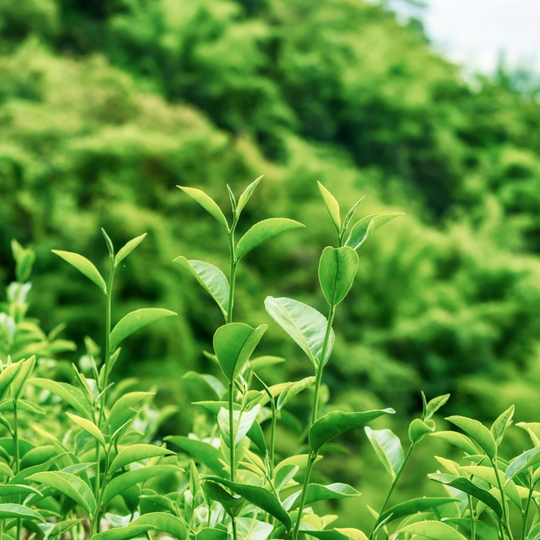 Green Tea-ND™ (Fermented) (8 oz)